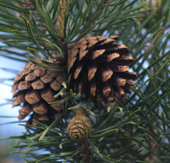 <p>Gymnosperm</p>