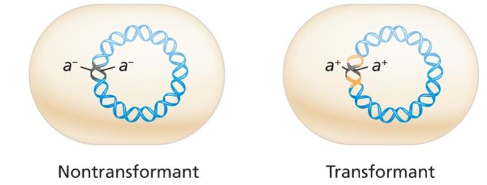 <p>Transformation Steps</p>