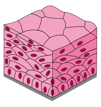 <p>surface cells have squamous shape, where deeper cells have column/cube shape </p><p>stratified— many layers </p><p>protect underlying body structures from constant friction</p><p>can be found in the upper layer of skin, the epidermis (also found in esophagus) </p>