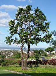 <p>Endemic to the Philippines; conservation status: vulnerable. Most easily identified by its large, rough, sandpapery leaves and its round to slightly spiny yellow-green fruits, as well as its strong association with lowland forests and traditional Philippine landscapes.</p><p>A medium to large evergreen to semi-deciduous tree typically growing 15–25 meters tall with a broad rounded crown about 10–20 meters wide. Trunk is 0.5–1.5 meters in diameter with gray to brown bark that becomes rough and fissured with age. It develops a strong taproot with extensive lateral roots. Branching begins above human height, forming a dense, spreading canopy. Leaves are simple, alternate, very large (10–30 cm long), obovate to elliptic, with very rough sandpapery texture, prominent pinnate venation, and entire to slightly wavy margins. Flowers are small and inconspicuous, unisexual, borne in separate inflorescences on the same tree. Fruits are large, round to slightly spiny syncarps that turn yellow-green when ripe, containing edible pulp and seeds, dispersed by animals.</p><p>Fruits are edible and locally consumed; wood used for light construction and carving. No major toxicity reported. In landscape applications, it is best suited for large parks, heritage landscapes, and ecological gardens where its broad canopy and large textured leaves can be appreciated; it requires ample space due to crown spread and fruit drop, making it unsuitable for narrow streets but valuable as a native shade and biodiversity-supporting tree.</p>