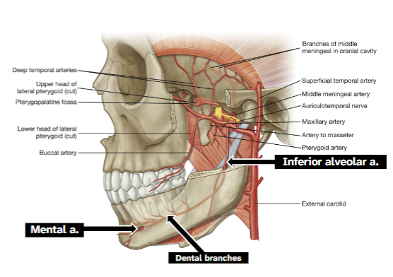 <p>Travels with inferior alveolar nerve</p><p>Enters mandible through mandibular foramen (supplies lower teeth)</p><p>Leaves mandible through mental foramen as mental artery (supplies skin over the mandible)</p>