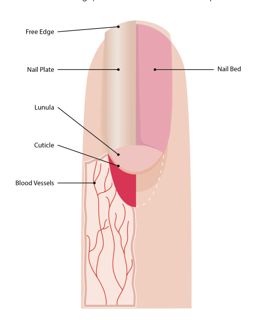 <p>nail easy parts</p>