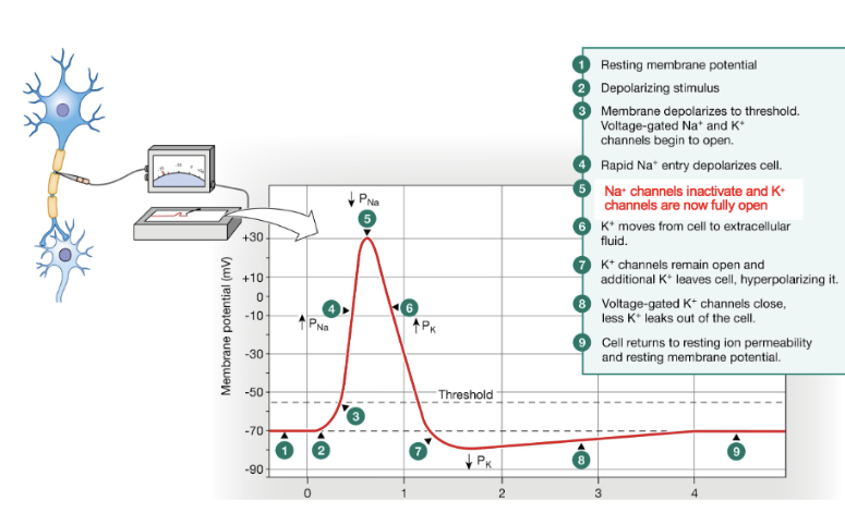 <p>Between steps 5-7, what type of ion channel creates that part of the action potentials?</p>