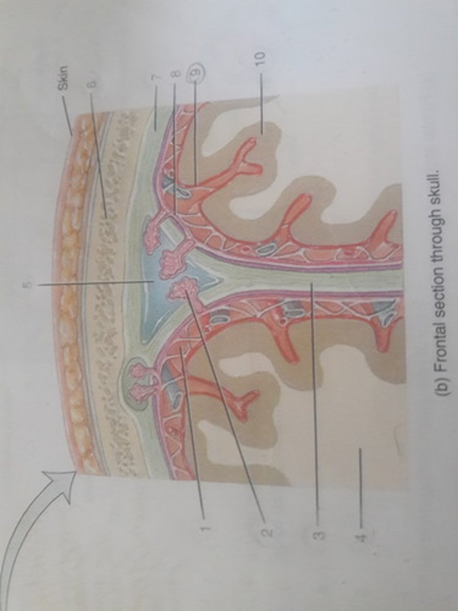 <p>The thin, inner meninx (sing). It hugs and overlays the cerebral cortex, following each gyrus and sulcus.</p>