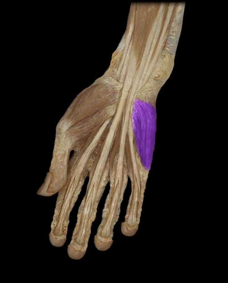<p>Identification.</p>