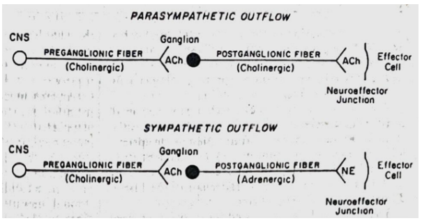 <p>Cholinergic Nerve of the Sympathetic Outflow releases ACh in the preganglionic nerve while Adrenergic nerve releases norepinephrine in the postganglionic nerve.</p>