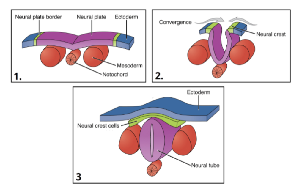 <p>Notochord Formation</p>
