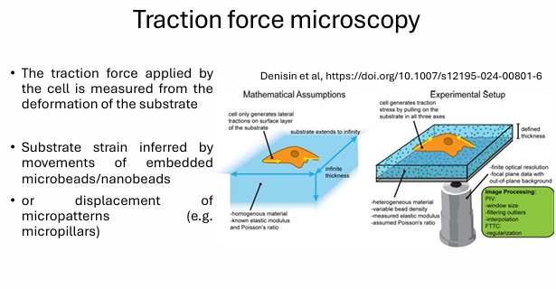 <ul><li><p>the traction force applied by the cell is measured from the deformation of the substrate</p></li><li><p>substrate strain inferred by movements of embedded microbeads/nanobeads or displacement of micropatterns</p></li></ul><p></p>