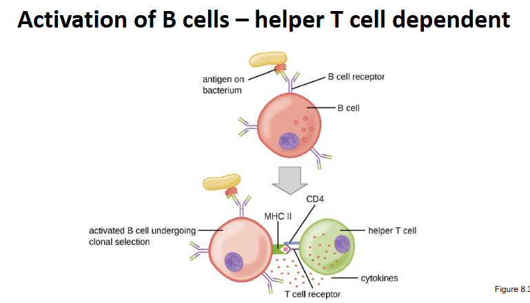 <ol><li><p><strong>Antigen </strong>directly <strong>activates</strong> the <strong>B cell</strong></p></li><li><p><strong>PAMPs activate</strong> the <strong>B cell</strong> through <strong>TLRs</strong></p></li><li><p><strong>B cell</strong> becomes a <strong>plasma</strong> <strong>cell </strong>and <strong>secretes antibodies</strong></p></li></ol><p></p>