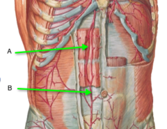 <p>Identify the structure at B</p>