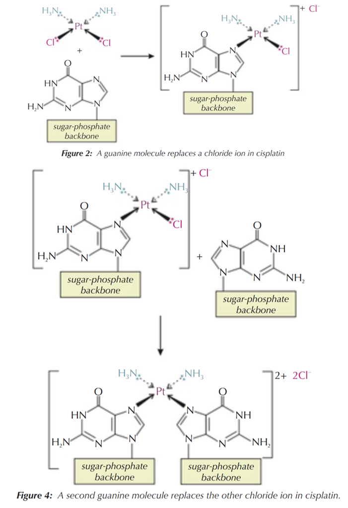<p>Cancer occurs when cells mutate &amp; divide uncontrollably to form tumours → since cell division requires the DNA double helix to unwind &amp; replicate, cisplatin disrupts this process:</p><ul><li><p>a nitrogen atom on a guanine base in DNA forms a co-ordinate bond with cisplatin’s platinum ion, replacing one of the chloride ion ligands</p></li><li><p>a second nitrogen atom from a nearby guanine molecule (either on the same strand of the DNA or opposite) can bind to the platinum &amp; replace the second chloride ion too</p></li><li><p>this causes the strands to kink, meaning they can’t unwind &amp; the cell can’t replicate properly</p></li></ul><p></p>