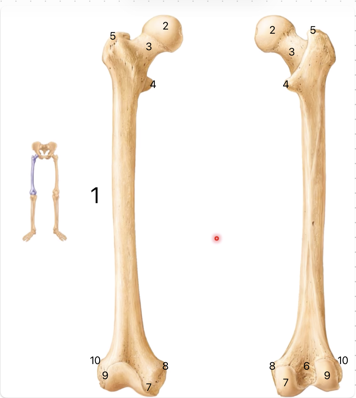 <p>1 - Femur</p><p>2 - Head</p><p>3 - Neck</p><p>4 - Less trochanter</p><p>5 - Greater trochanter</p><p>6 - Intercondylar fossa</p><p>7 - Medial condyle</p><p>8 - medial epicondyle</p><p>9 - Later condyle</p><p>10 - Later epicondyle</p>