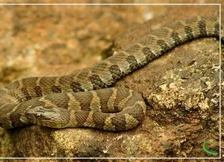 <p>What Reptile is this?</p>