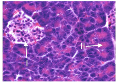 <p>A10) The image below is a preparation stained with haematoxylin and eosin. What is the general classification of the two structures (I and II)?</p>