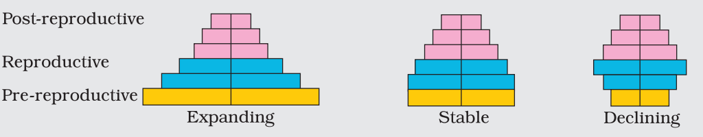 <p>Expanding:</p><p>1. No of pre-reproductive individuals is very large</p><p>2. Reproductive is moderate</p><p>3. Post-reproductive are fewer</p><p>4. Population is growing and shows rapid increase</p><p>5. Also known as triangular shaped pyramid</p><p>Stable</p><p>1. Remains stable, neither growing nor diminishing</p><p>2. All groups are evenly balanced</p><p>3. Also known as bell shaped pyramid</p><p>Declining:</p><p>1. Population is declining or decreasing showing negative growth.</p><p>2. Also known as urn shaped pyramid.</p>