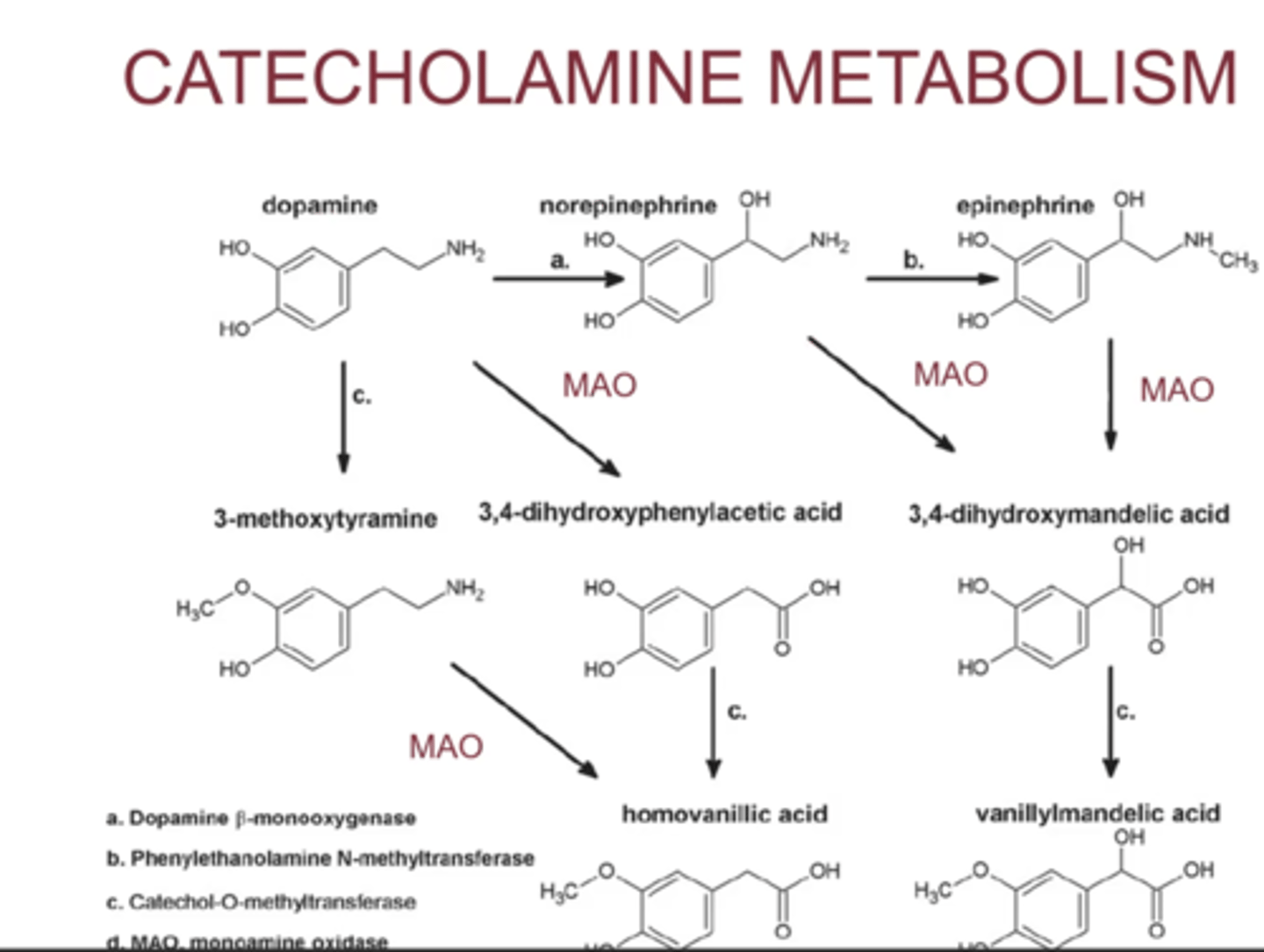 <p>- dopamine gets converted to norepinephrine and norepinephrine gets converted to epinephrine</p><p>- MAO metabolizes dopamine, norepinephrine, and epinephrine into the middle acids, then eventually vanilla acids at the bottom</p>