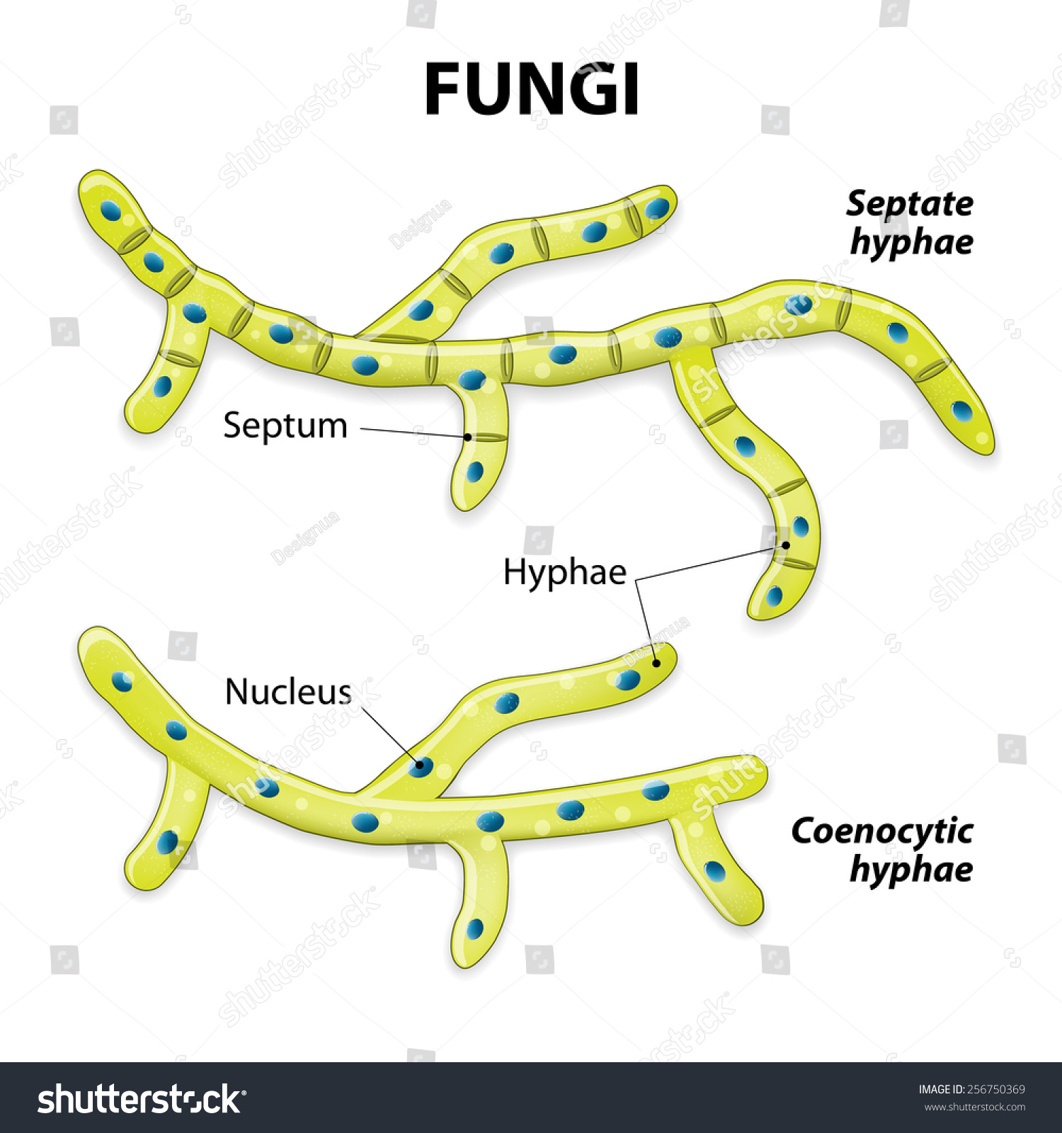 <p><span>divided into distinct cellular units by these walls and have pores allowing nutrient flow, while coenocytic hyphae facilitate rapid cytoplasmic streaming</span></p>