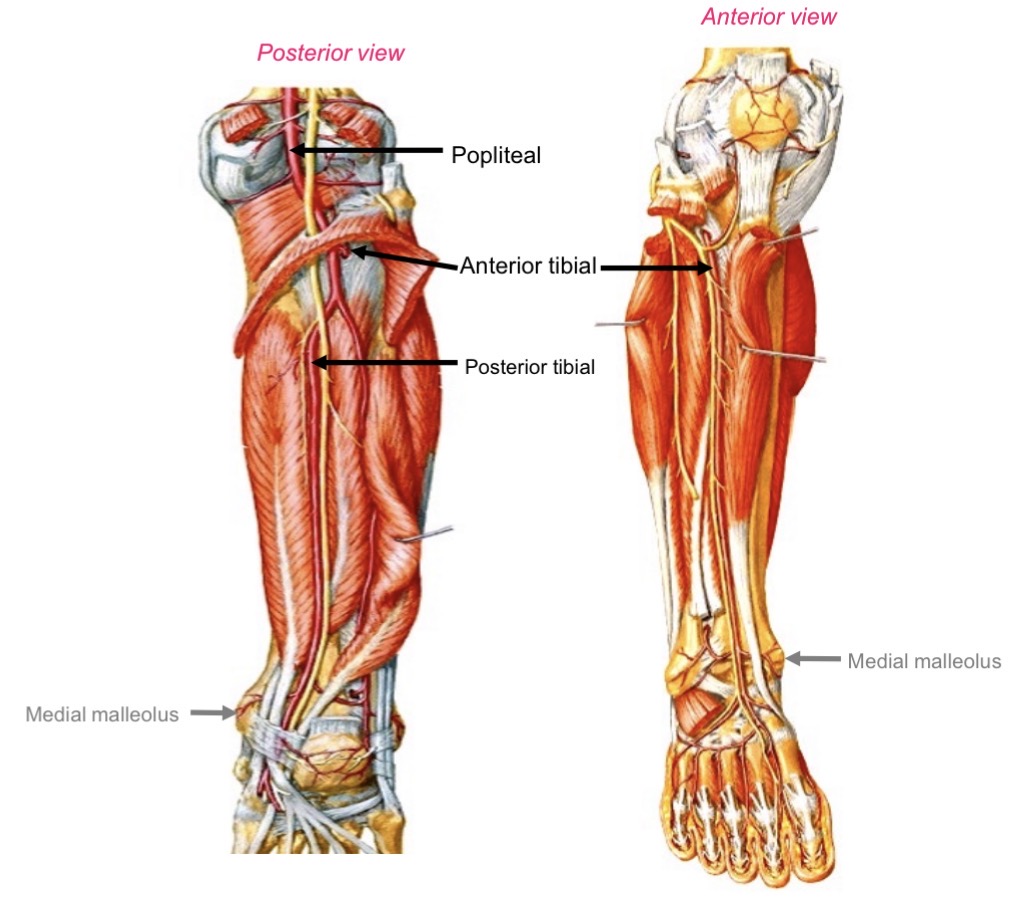 <ul><li><p>Anterior tibial </p></li><li><p>Posterior tibial</p></li></ul><p></p>