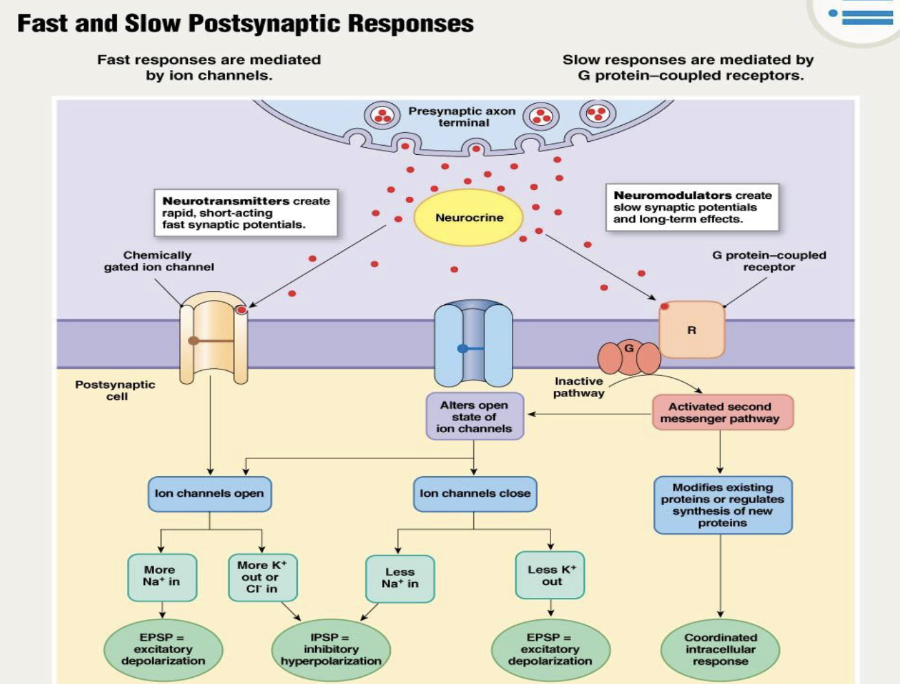 <p>Metabotropic Receptors</p><ul><li><p>What are metabotropic receptors?</p><ul><li><p>Do metabotropic receptors produce rapid or slow responses?</p></li></ul></li></ul><p></p>
