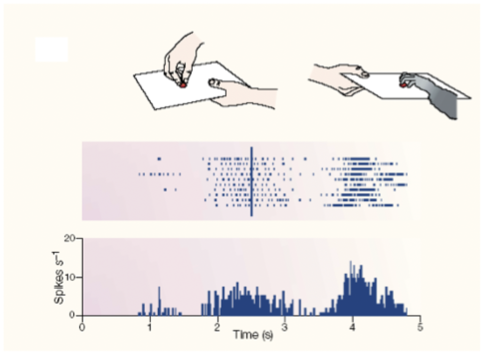visual response and then motor response