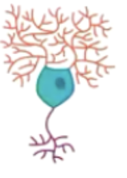 <p>In cerebellum, </p><ul><li><p> motor coordination,</p></li><li><p>usually inhibitory neurons that fine tune voluntary movements and balance</p></li></ul><p></p>