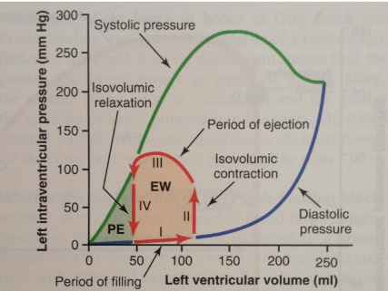 <ul><li><p>Fase I: perido de llenado 50ml —— 120 ml , 2-3 mmHg——-5-7 mmHg</p></li><li><p>Fase II: contracción isovolumétrica , aumentan la presion hasta igualar la aortica 80 mmHg</p></li><li><p>Fase III : eyección 120 mmHg</p></li><li><p>Fase IV: relajación isovolumétrica : cierre del válvula aórtica 50 ml , 2-.3 mmHg apertura de la válvula mitral </p></li></ul><p></p>
