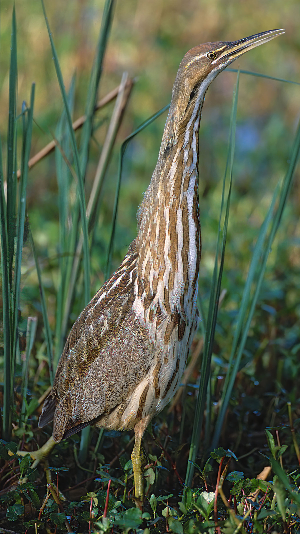 <p>American Bittern</p>