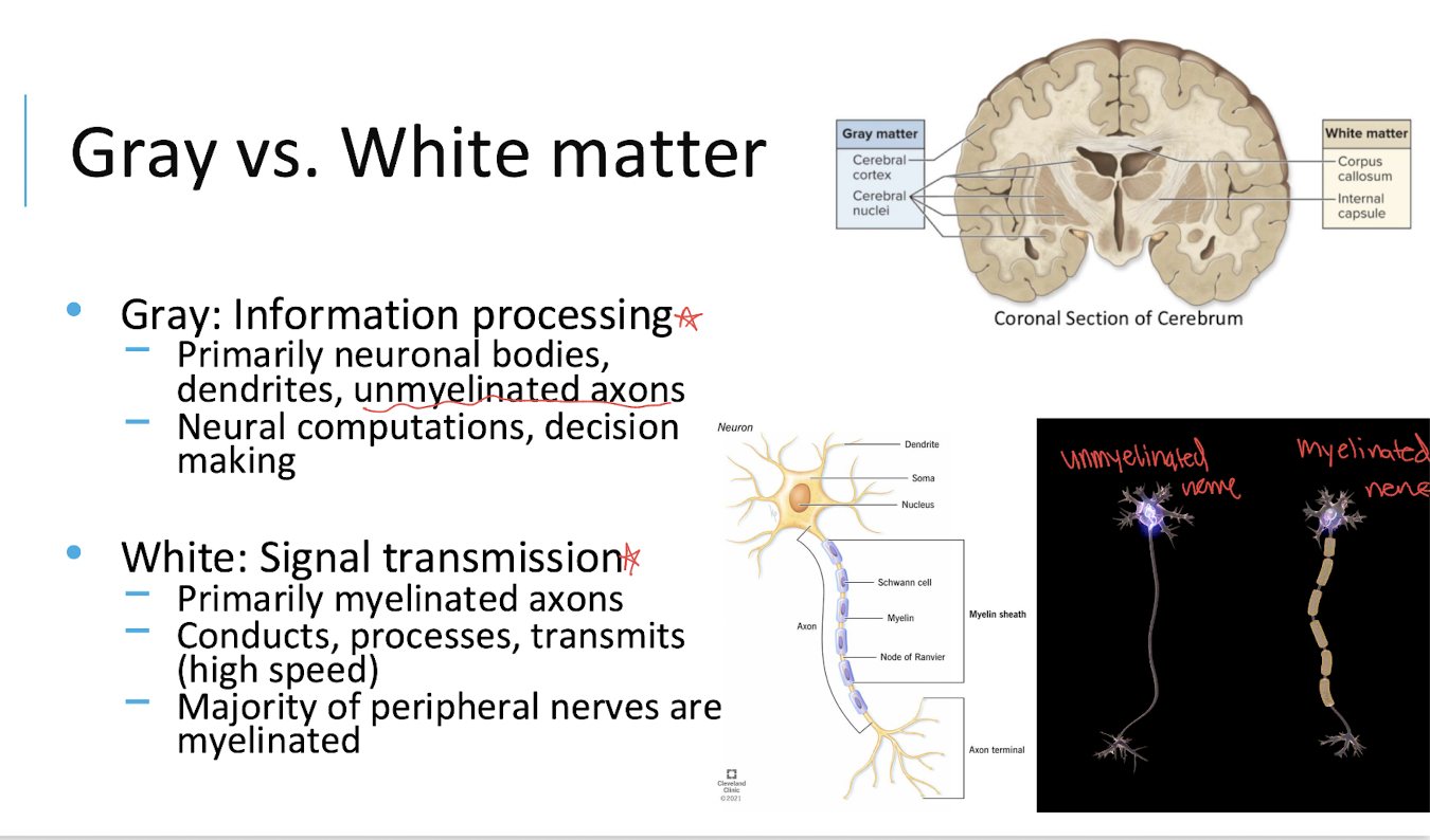 <p>Information processing</p><ul><li><p>including neural computations and decision-making.</p></li></ul><p></p>