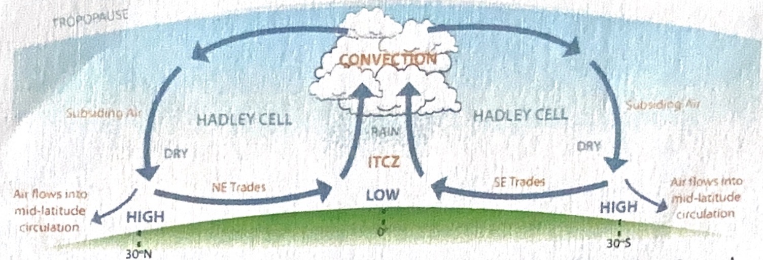 <p>Equator sun overhead short journey. Heat intensely. Ground heat air above it, warm air rise create low pressure at surface. Continued hearing of groin at equator creates updraughts of warm air force air risen to spread polewards. Air cools pressure increases density increases means air sinks towards surface at 30oN and 30oS so high pressure there.a</p><p class="p1">Air moves overland surface due to pressure gradient force from 30oN and 30oS high pressure to low pressure equator.</p><p class="p1">Coriolis force deflects air from 30oN to equator to right to form north east trade winds.</p><p class="p1">Air from 30oS to equator to left to form South East trade Winds.</p>