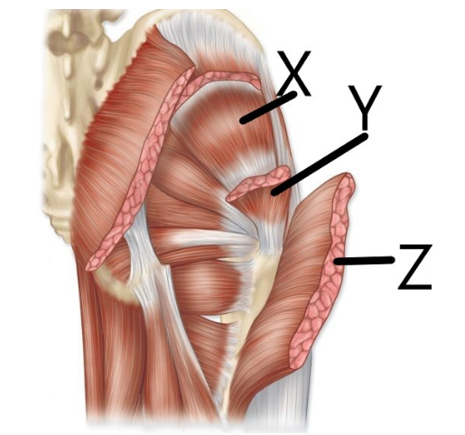 <p>which one is the gluteus minimus</p>
