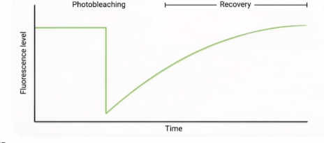 <p>Quantitatively measures biomolecule dynamic movement of proteins in a life cell</p>