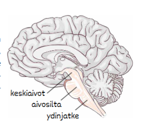 <p>Mitkä ovat aivorungon rakenteet ja tehtävät?</p>