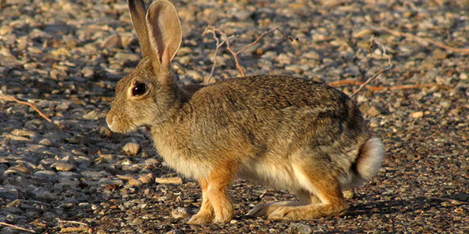 <p>Common Name: Desert cottontail</p><p>*Must know skull</p><p>**Skin in lab</p>