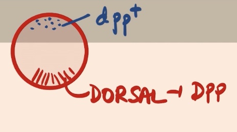 <p>Dorsal → in the region where Dorsal is not present, DPP is going to be present </p>
