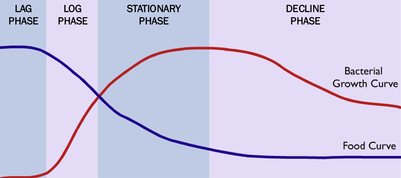 <p>Bacterial growth</p>