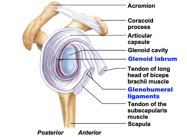 <ul><li><p>only strong thickening of capsule is superior coracohumeral ligament (helps support weight of upper limb)</p></li><li><p>anterior part of capsule thickens slightly into 3 weak glenohumeral ligaments</p></li></ul><p></p>