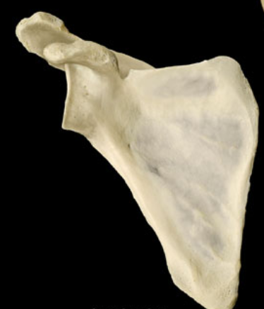 <p>Name the bone and its chirality (left vs right?)</p>