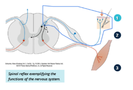 <p>Sensory Input</p>