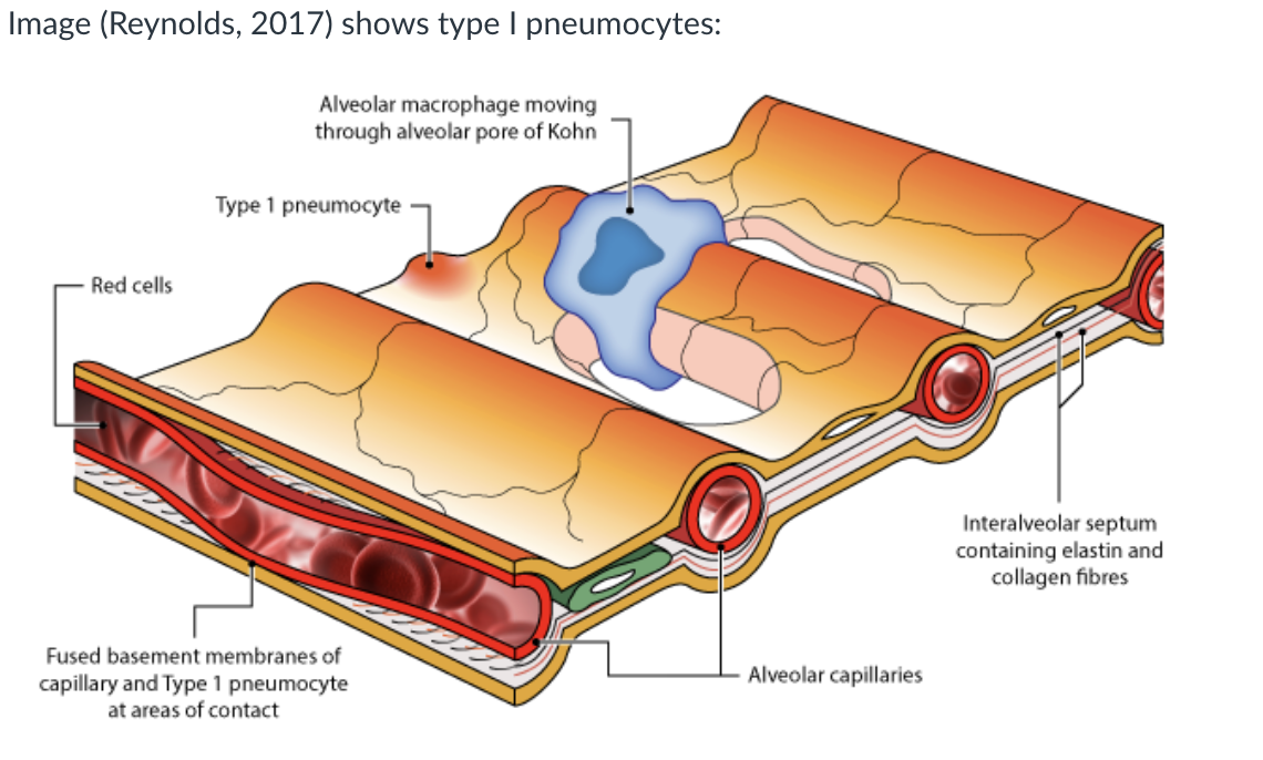 <ul><li><p>very thin cells which allow <strong>gaseous diffusion</strong>. They represent about 40% of the number of alveolar cells but 90% of the surface area lining the alveoli.</p></li><li><p>They are flattened cells with flattened nuclei and are joined together by tight junctions.</p></li><li><p>They have few organelles and provide a very thin covering over the basement membrane; the thinness of which contributes to the efficiency of gaseous exchange.</p></li></ul><p></p>