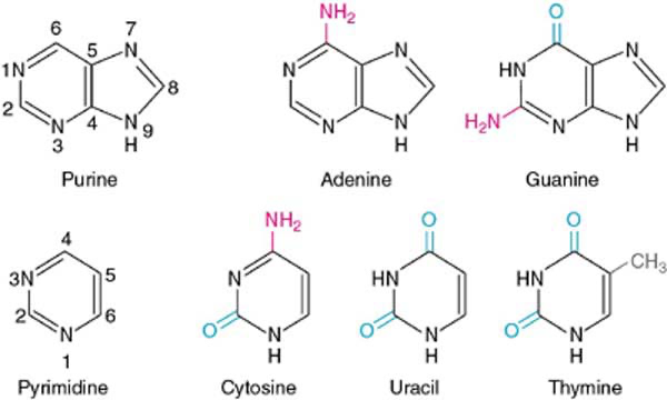 <p>nitrogenous single rings (T, U, &amp; C)</p>