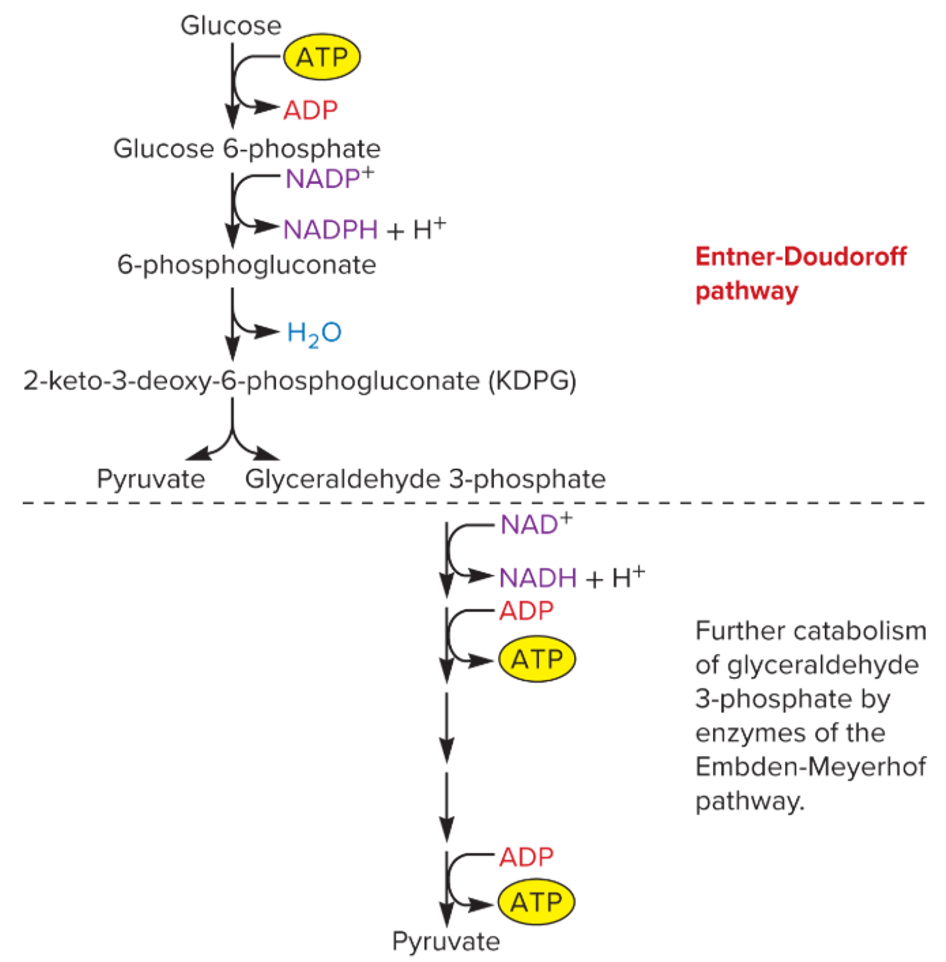 <p>glucose → glucose 6-p → 6-phosphogluconate → KDPG (2-keto-3-deoxy-6-phosphogluconate) → pyruvate and <u>glyceraldehyde 3-p</u></p><p><u>glyceraldehyde 3-p</u> futher catabolised by EMP</p>