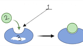 <p>What does number 2 represent</p>