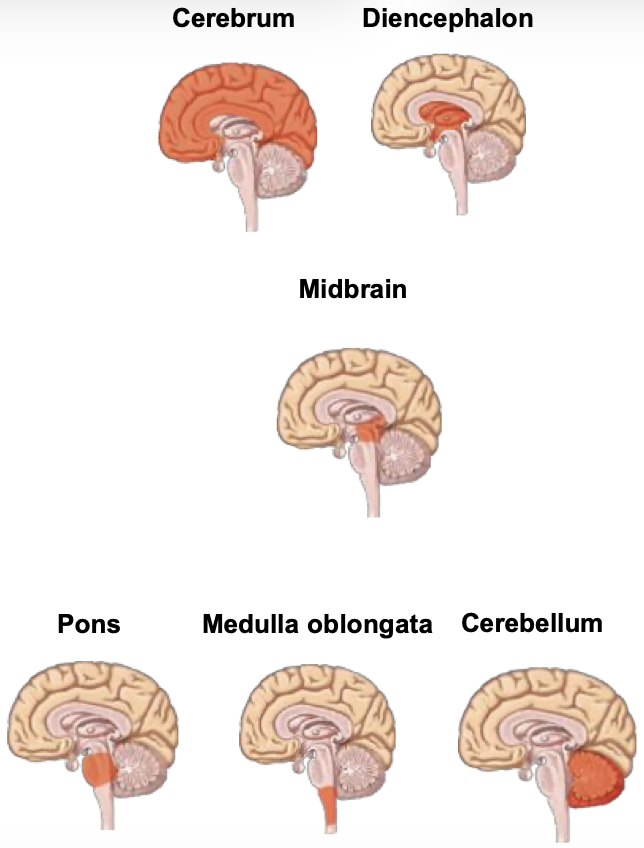 <p>Forebrain: Cerebrum and Diencephalon</p><p>Midbrain</p><p>Hindbrain: Pons, Medulla oblongata, and Cerebellum</p>