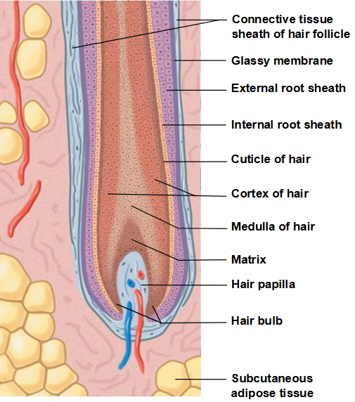 <p>Hair shaft structures </p>