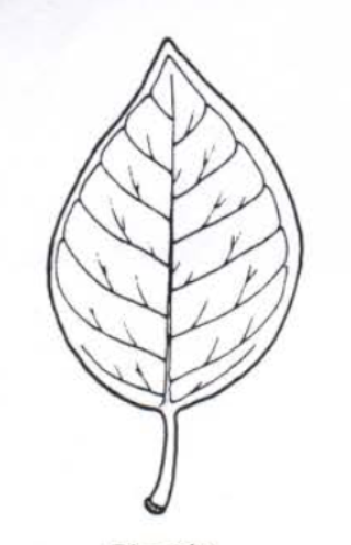 <p>Leaf venation</p>