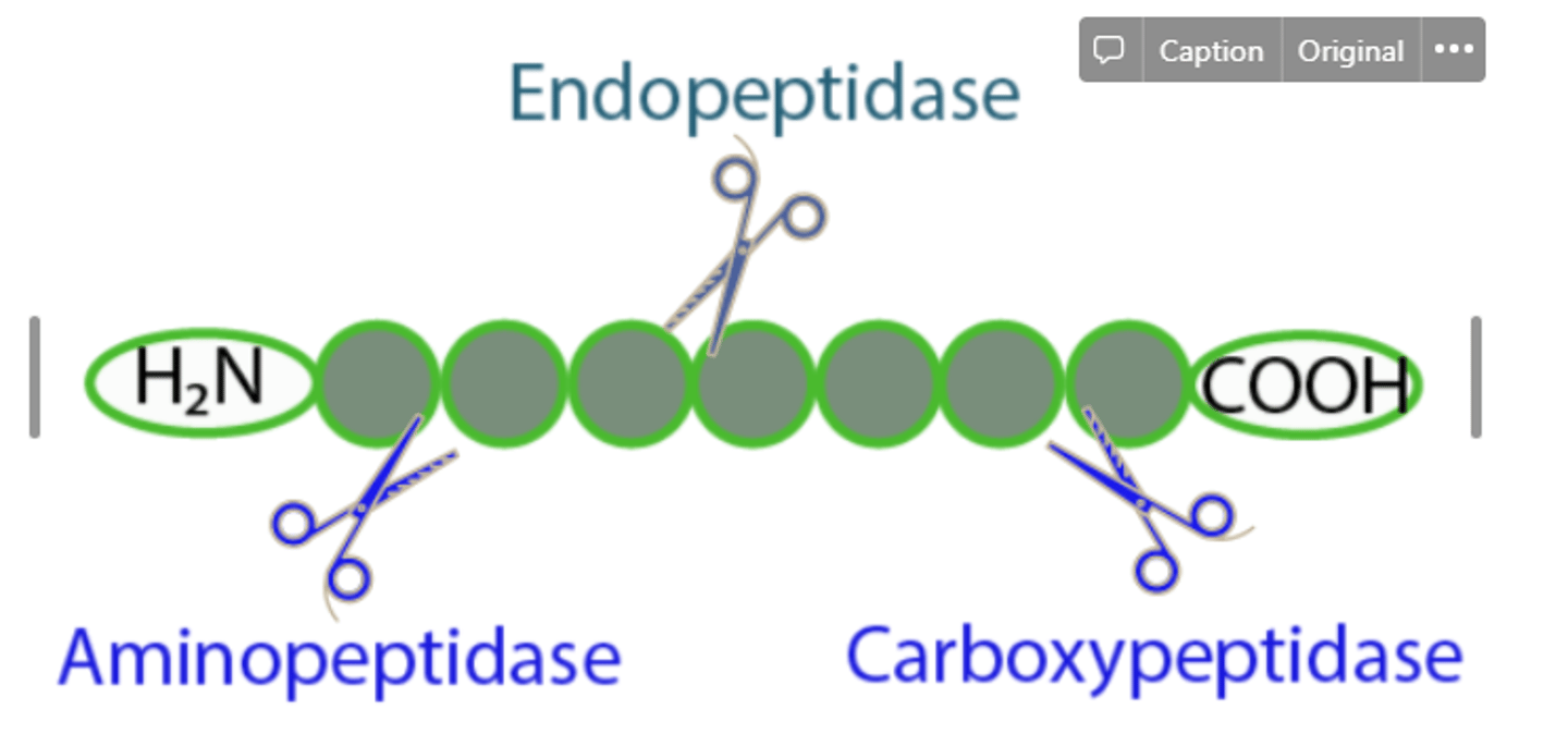 <p>They are brush border exopeptidases that cleave amino acids from the N-terminus of oligopeptides.</p>