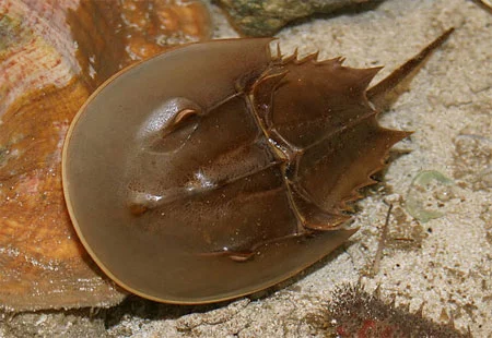 <p>Limulus sp</p>