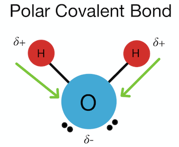 <p>What is a polar covalent bond? (e.g. H2O)</p>