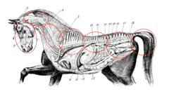 <p>What are these regions of the spine going from left to right?</p>