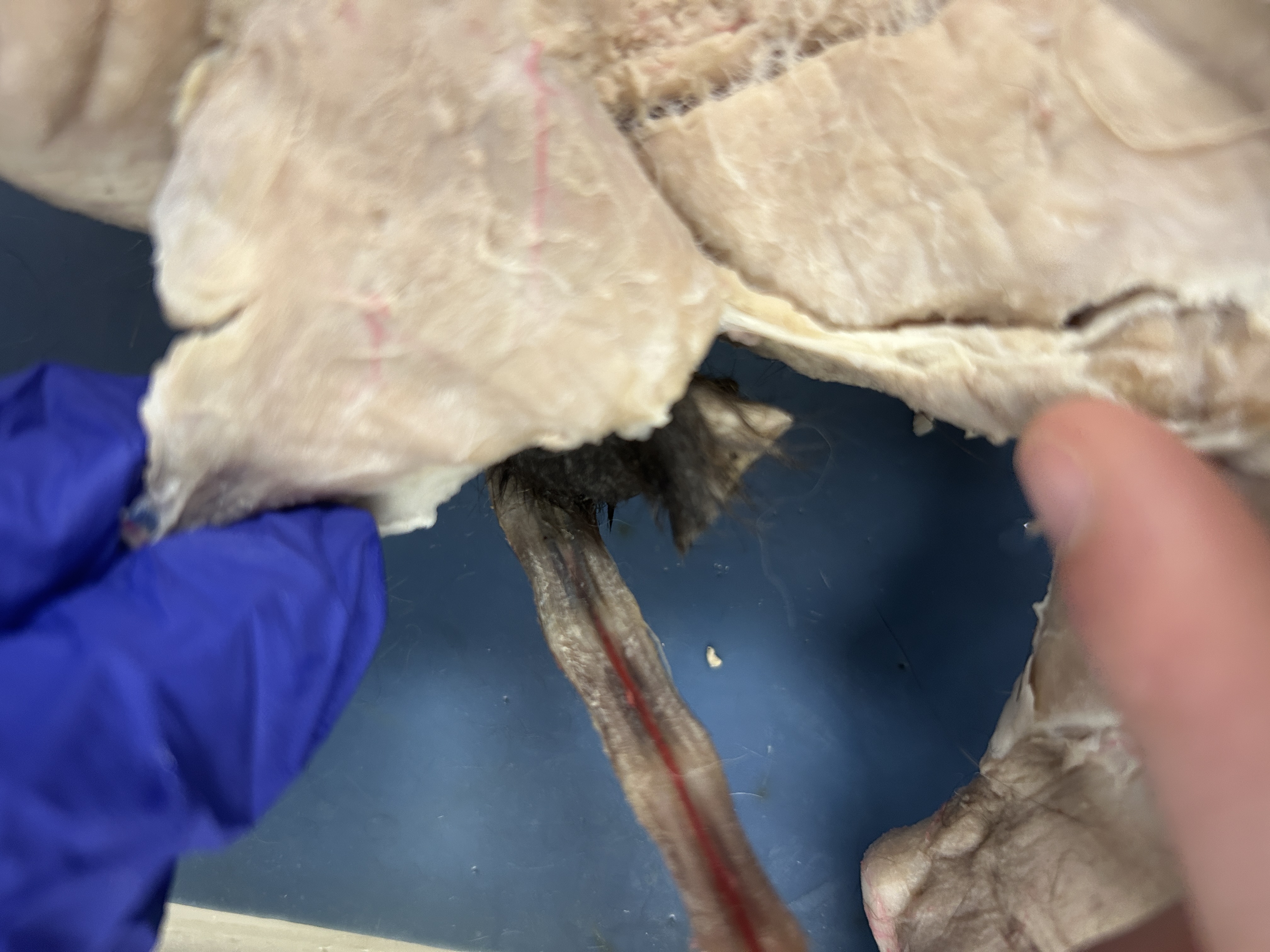 <p>Semitendinosus(bottom of theigh)</p>